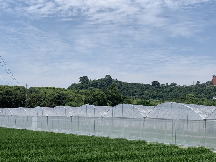 Preventive measures for low temperature and chilling injury of vegetables in greenhouse Preventive measures for low temperature and chilling injury of vegetables in greenhouse