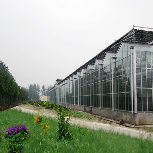 The development trend of glass greenhouses in recent years The development trend of glass greenhouses in recent years