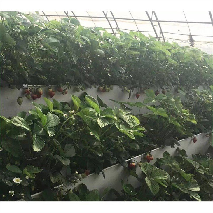 fruit glass greenhouse supplier