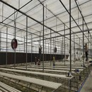 Greenhouse Hydroponic System